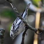 Black-and-White Warbler, Cayo Las Brujas, Near Caibarién