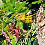 Cape May Warbler (Male), Cayo Las Brujas, Near Caibarién