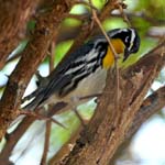Yellow-throated Warbler, TRINIDAD