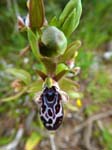 Ophrys kotschyi, AKROTIRI