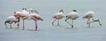 Greater Flamingo, AKROTIRI