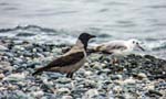 Hooded Crow & Juvenile Black-headed Gull, AKROTIRI