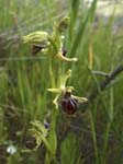 Ophrys mammosa, OMODOS