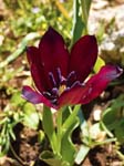 Cyprus Tulip, AKAMAS