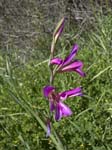 Gladiolus italicus, AKAMAS