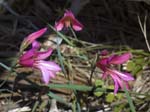 Gladiolus triphyllus, AKAMAS