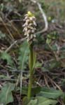 Neotinea maculata, AKAMAS