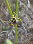 Ophrys Bornmuelleri, AKAMAS