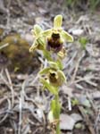 Ophrys levantina, AKAMAS