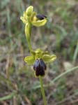Ophrys cinereophila, AKAMAS