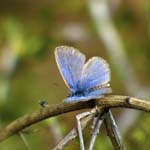 Female Paphos Blue, AKAMAS