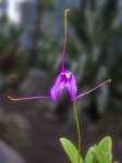 Dancing Orchid, Carolina Park, QUITO