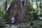 Kapok (Sabre) Tree, SACHA LODGE
