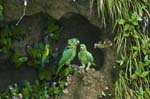 Dusky-headed Parakeets (L) & Mealy Amazons (R), Napo River, SACHA LODGE