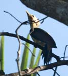 Cream-coloured Woodpecker, SACHA LODGE
