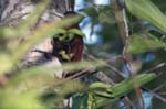 Chestnut Woodpecker, SACHA LODGE