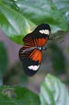 Heliconius melpomene madeira (Postman Butterfly), SACHA LODGE