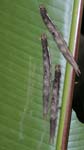 Owl Butterfly (Caligo memnon) caterpillars, SACHA LODGE