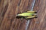 Grasshopper, SACHA LODGE