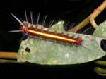 Saturniidae Caterpillar (Image courtesy of Caroline Egglestone), SACHA LODGE