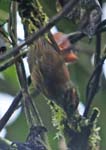 Scale-throated Foliage-gleaner, MILPE