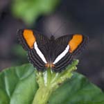 Smooth-banded Sister (Adelpha cytherea), MILPE