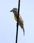 Tropical Kingbird, MILPE