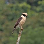Laughing Falcon, MILPE