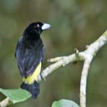 Lemon-rumped Tanager, MILPE