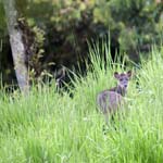 Red Brocket Deer, MILPE