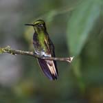 Buff-tailed Coronet, MILPE