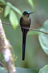 Violet-tailed Sylph, MILPE