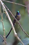 Violet-tailed Sylph, MILPE
