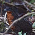 Dark-backed Wood-quail, REFUGIO PAZ DE LAS AVES