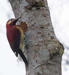 Crimson-mantled Woodpecker, TANDAYAPA