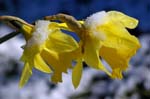 Daffodils, CAROLINE'S GARDEN SHEFFIELD