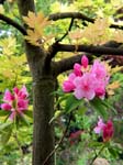 Rhododendron & Acer, CAROLINE'S GARDEN SHEFFIELD