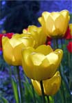 Tulips, CAROLINE'S GARDEN SHEFFIELD