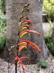 South African Cobra Lily, SHEFFIELD BOTANICAL GARDENS