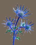 Eryngium bougatti picos blue, CAROLINE'S GARDEN SHEFFIELD