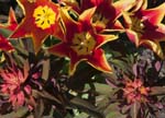 Euphorbia griffithii "Dixter" & Queen of Sheba Tulip, SHEFFIELD BOTANICAL GARDENS