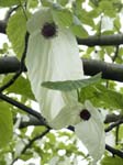 Handkerchief Tree, SHEFFIELD BOTANICAL GARDENS