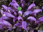 Purple Toothwort, SHEFFIELD BOTANICAL GARDENS