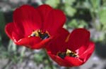 Red Tulip, CAROLINE'S GARDEN SHEFFIELD