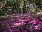 Rhododendron, Harewood House, LEEDS