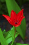 Small Red Tulip!, CAROLINE'S GARDEN SHEFFIELD