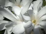 Magnolia stellata, SHEFFIELD BOTANICAL GARDENS