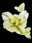 Tulip Spring Green, CAROLINE'S GARDEN SHEFFIELD