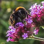 Bumblebee on Verbena, LEEDS