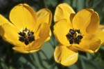Yellow Tulip, CAROLINE'S GARDEN SHEFFIELD